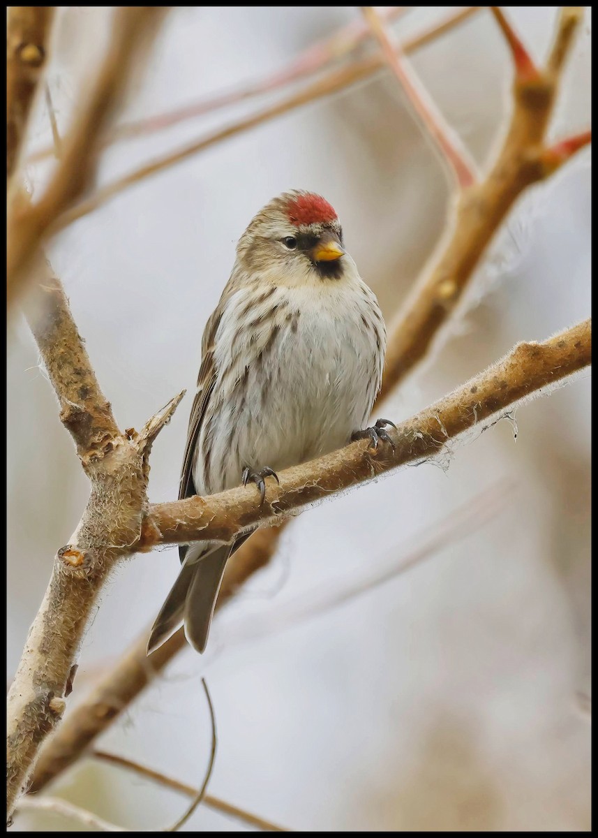 Redpoll - ML644947863