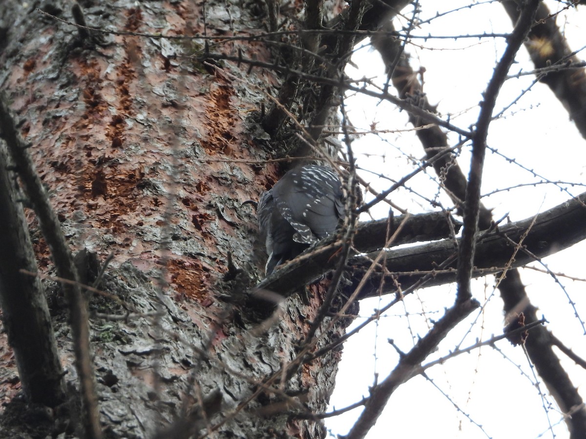 Amerika Üç Parmaklı Ağaçkakanı - ML644947866