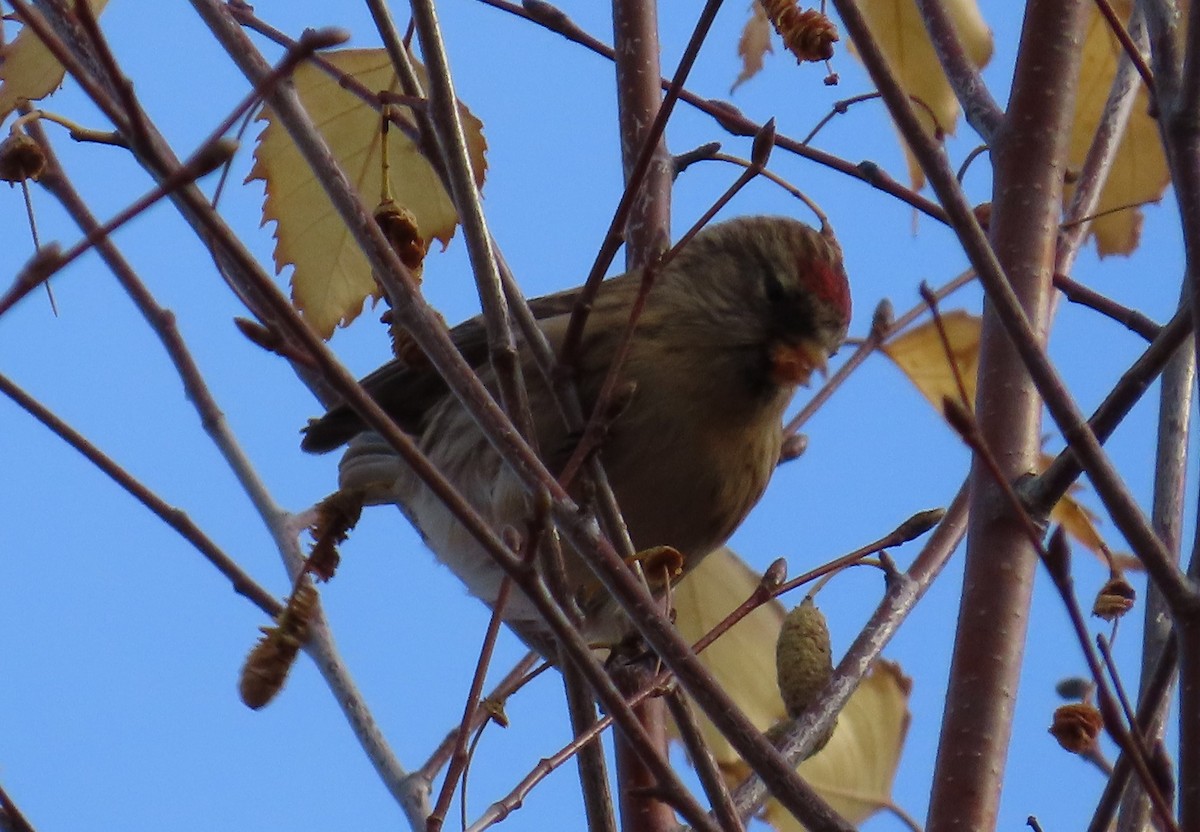 Redpoll (Lesser) - ML644947869