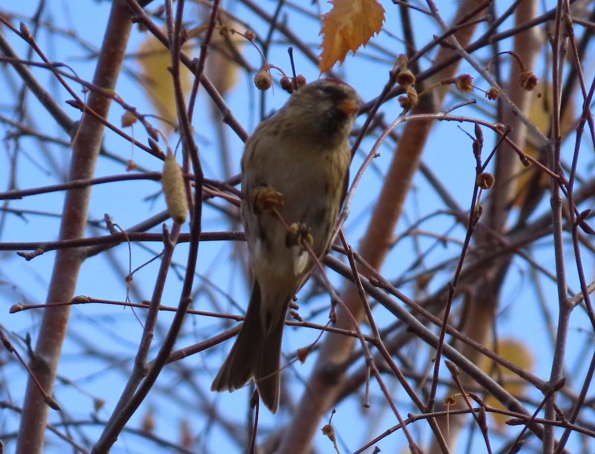 Redpoll (Lesser) - ML644947870