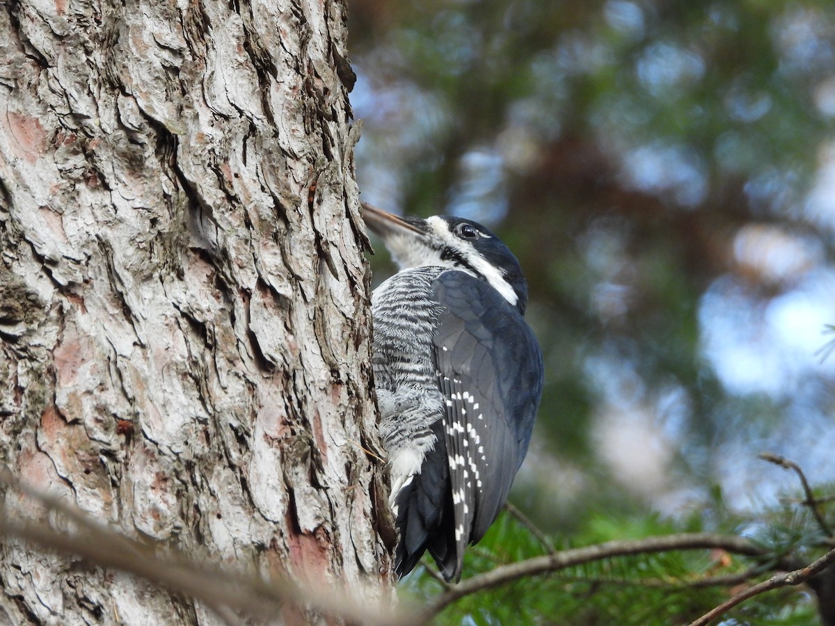 Kara Sırtlı Ağaçkakan - ML644947887