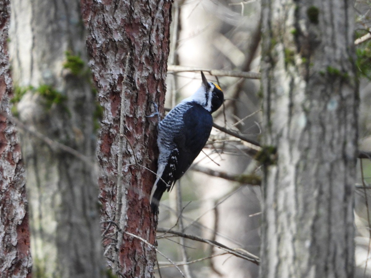 Kara Sırtlı Ağaçkakan - ML644947888