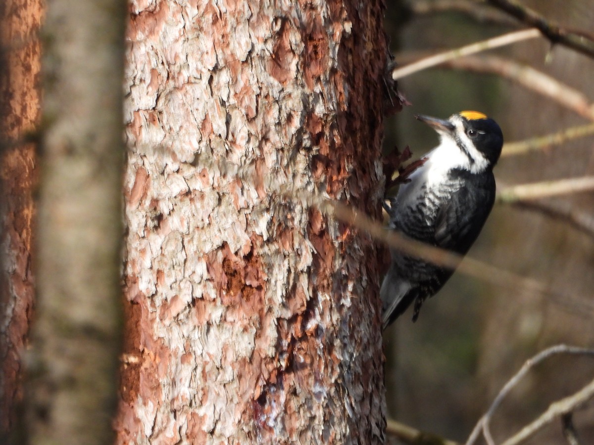 Kara Sırtlı Ağaçkakan - ML644947889