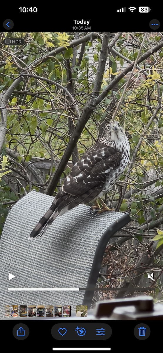 eBird Checklist - 9 Nov 2025 - my house - 10 species