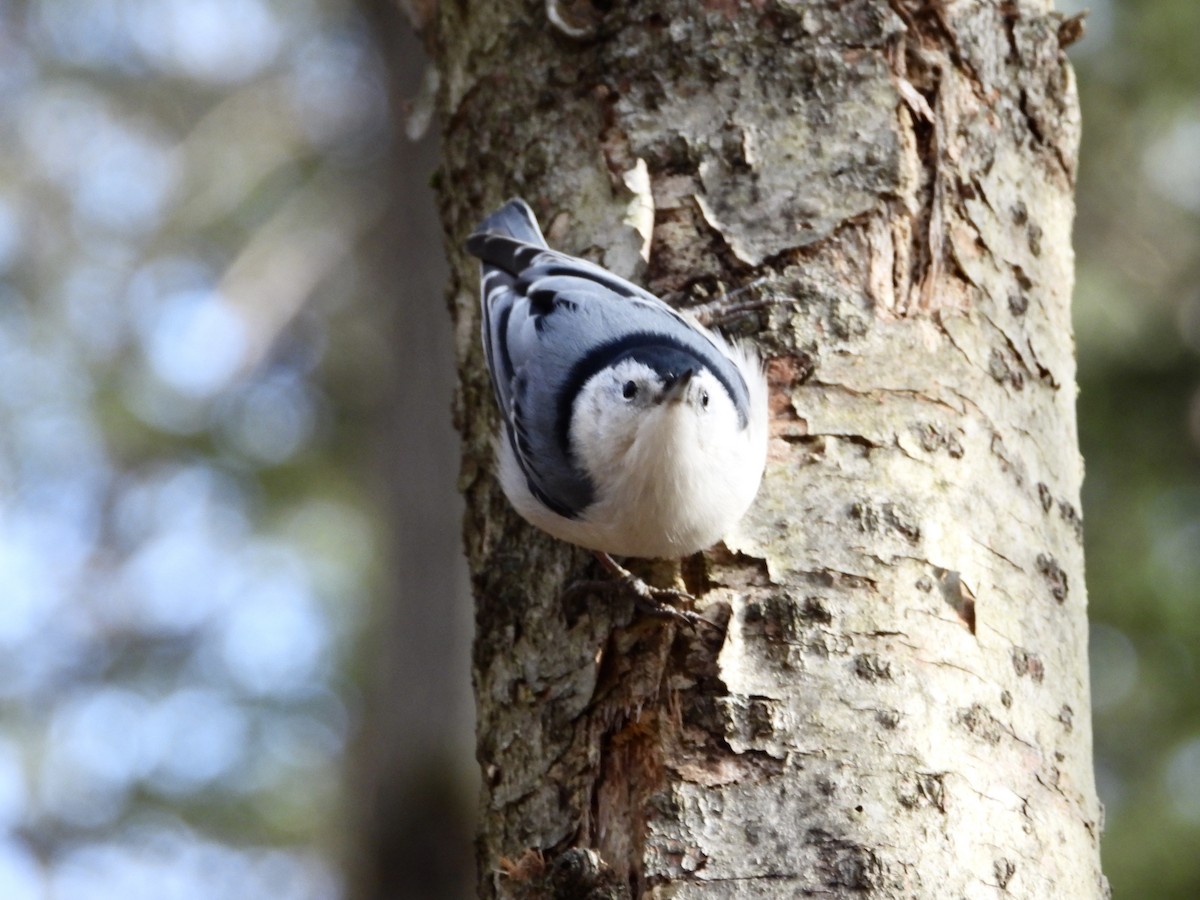 Beyaz Göğüslü Sıvacı - ML644947917