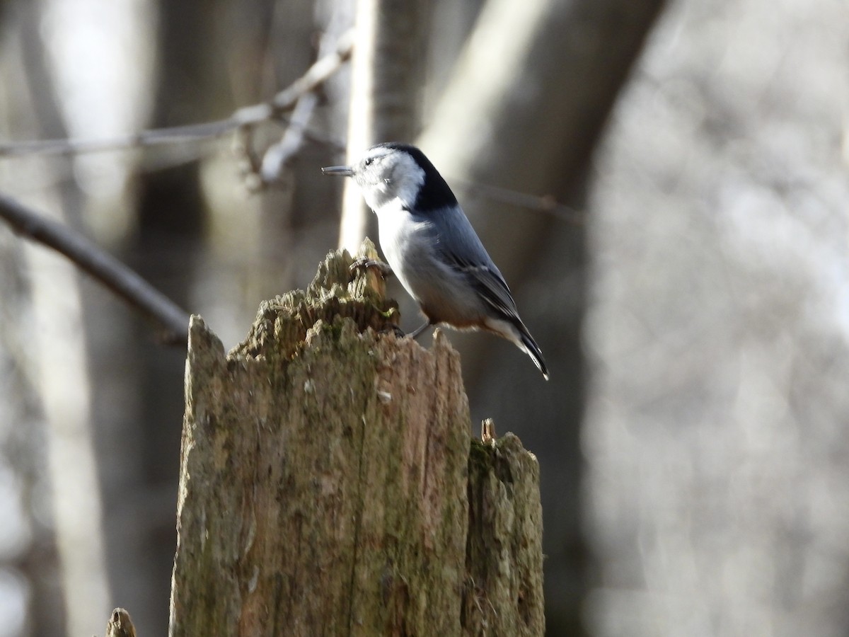 Beyaz Göğüslü Sıvacı - ML644947918