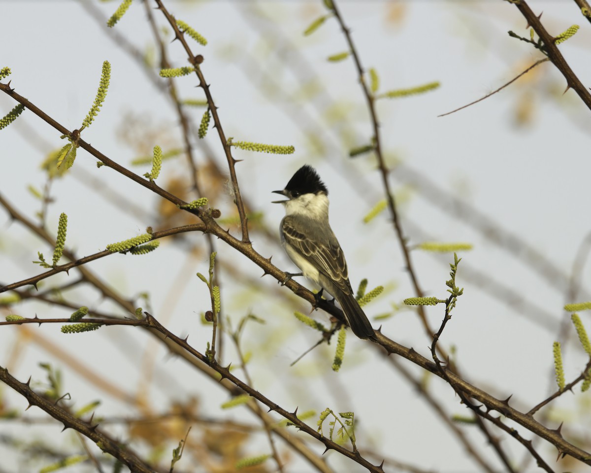 White-naped Xenopsaris - ML644947929