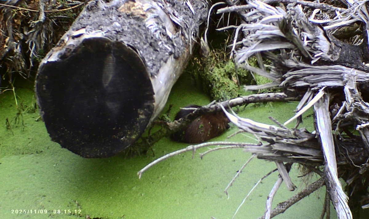 Muskrat - ML644947941