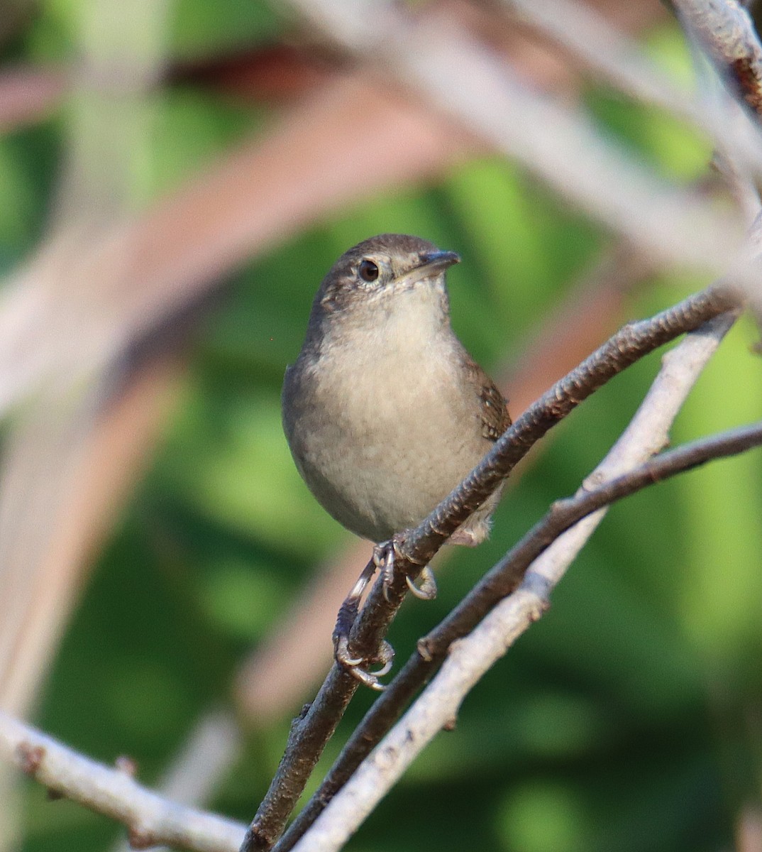 Northern House Wren - ML644947947