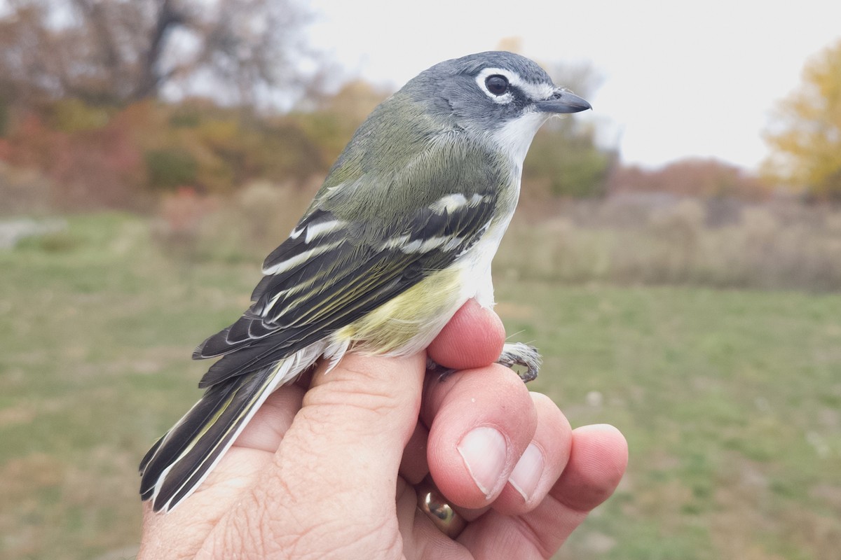 Blue-headed Vireo - ML644947948