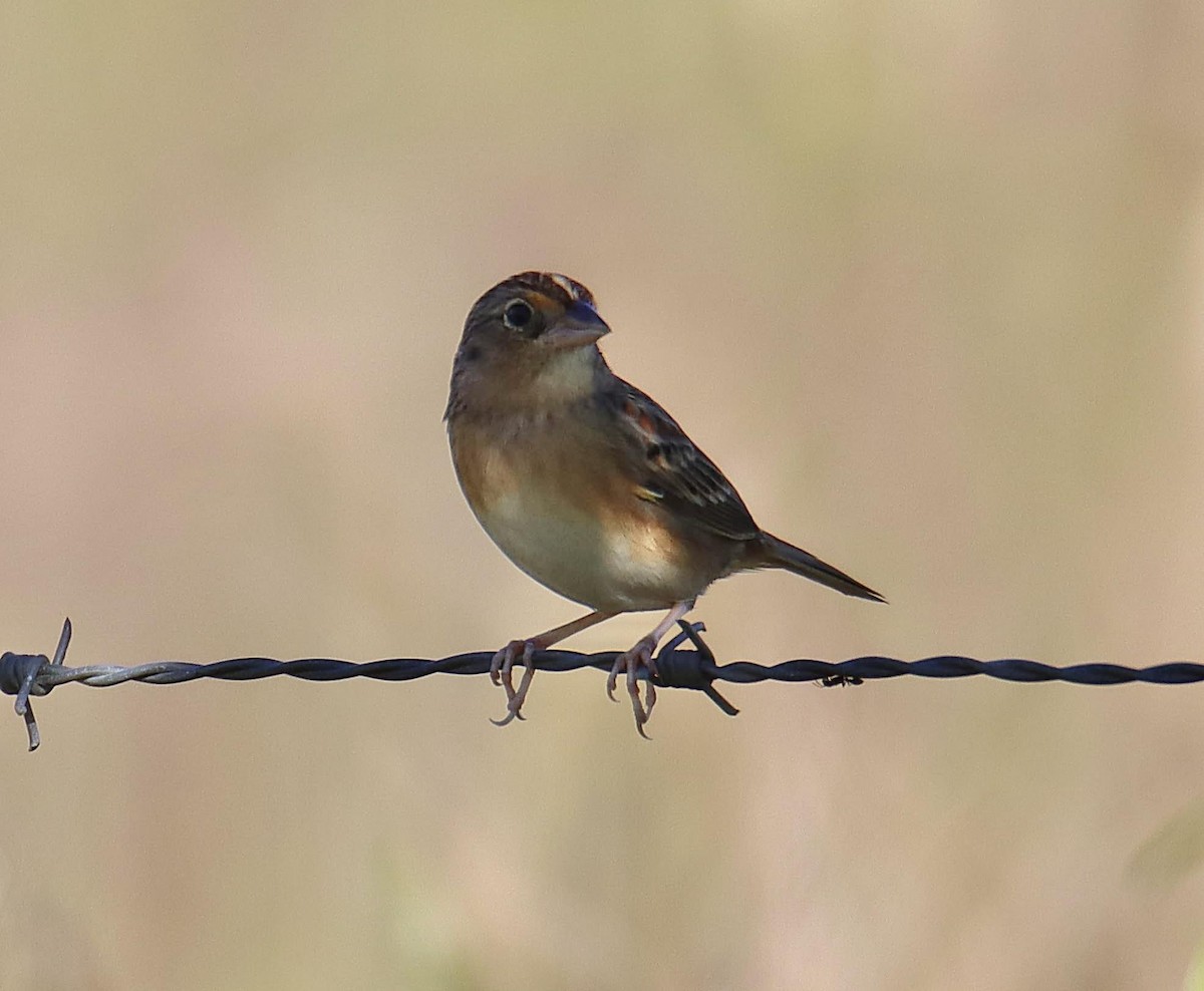 Grasshopper Sparrow - ML644947955