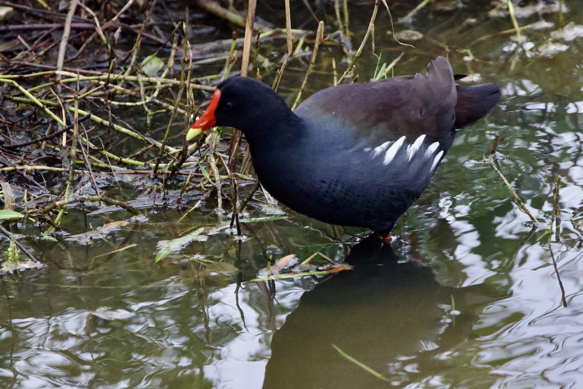 Курочка латиноамериканська - ML644947959