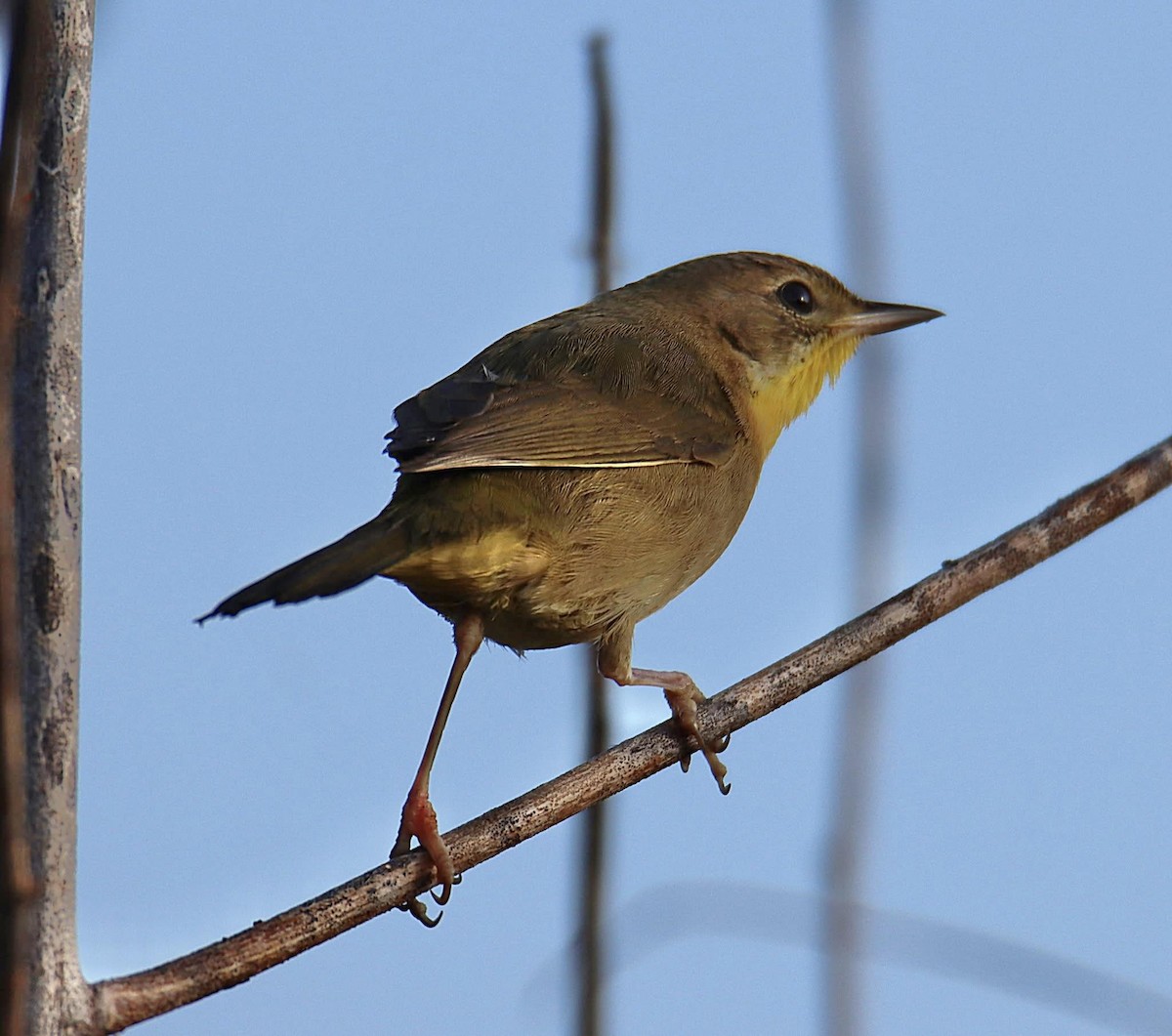 Common Yellowthroat - ML644947964
