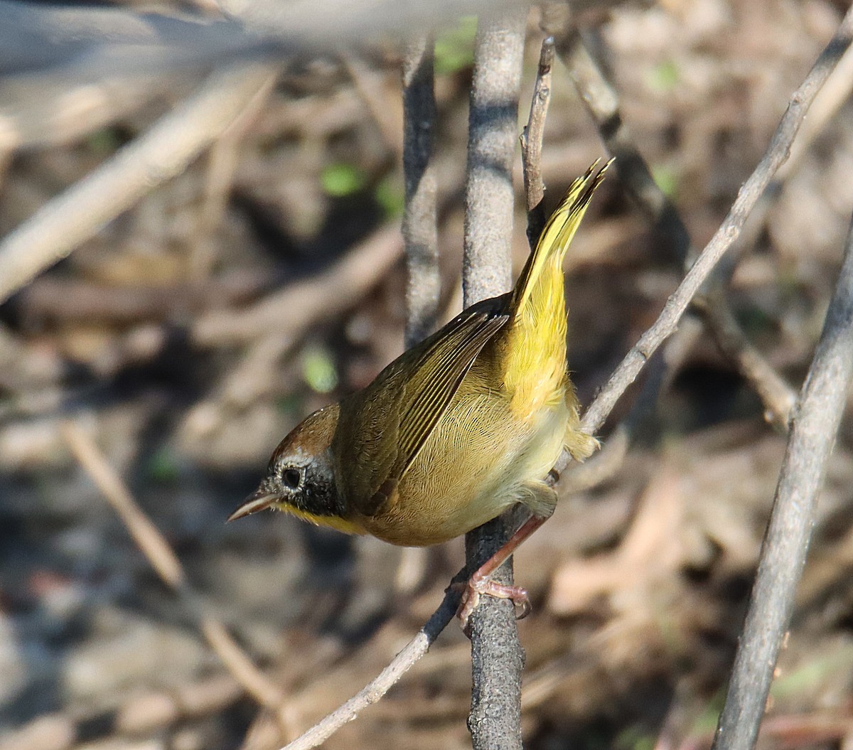 Common Yellowthroat - ML644947965