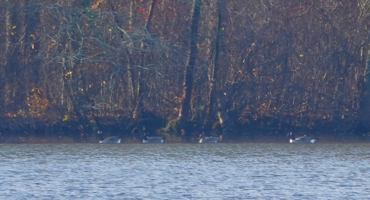 Tundra Bean-Goose - ML644947977