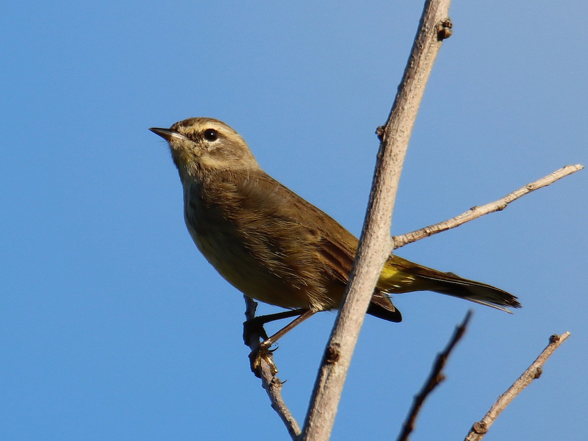 Palm Warbler - ML644947980
