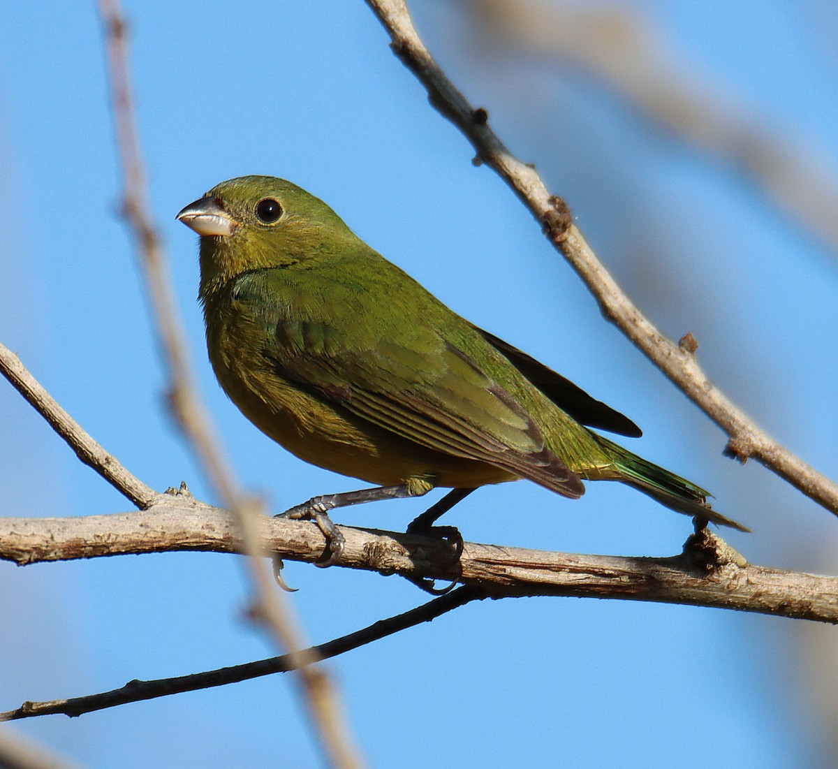 Painted Bunting - ML644948002