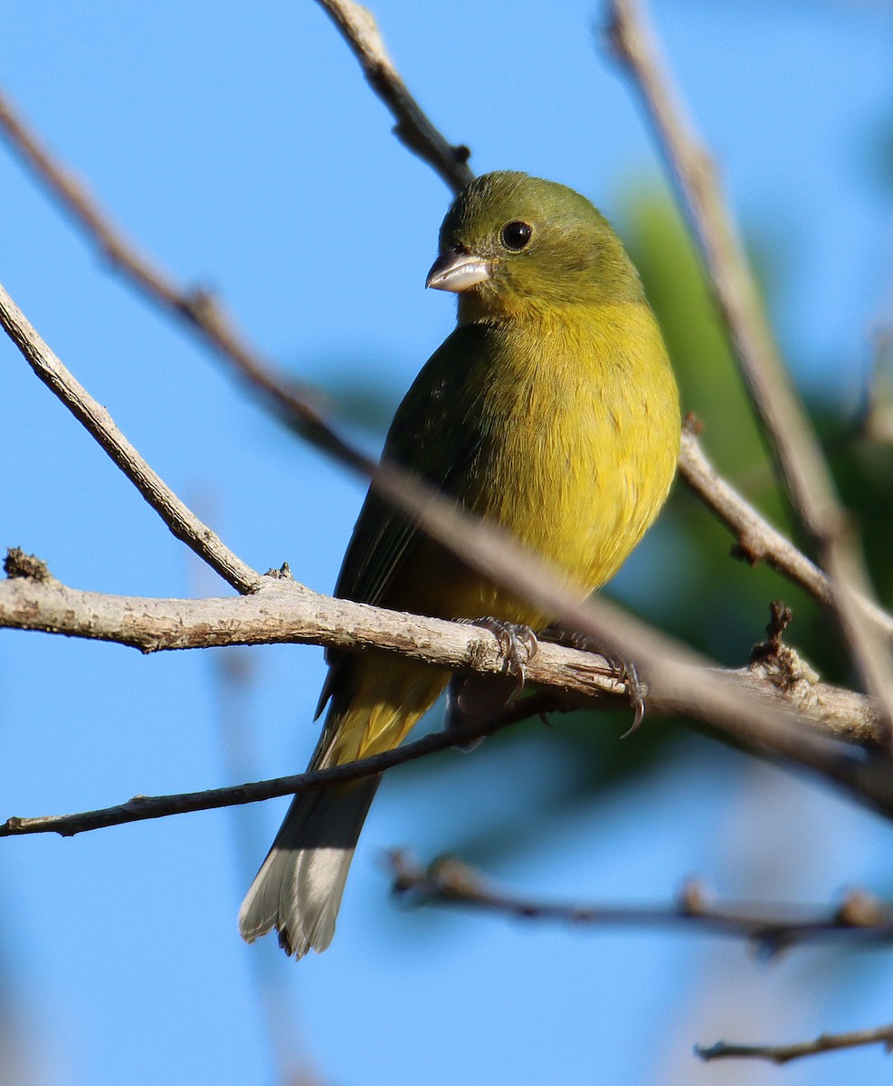 Painted Bunting - ML644948003