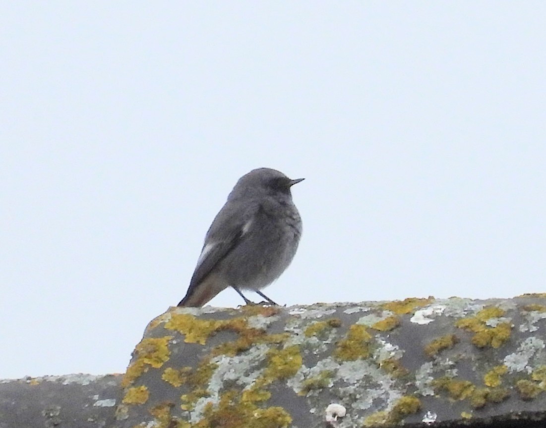Black Redstart - ML644948024