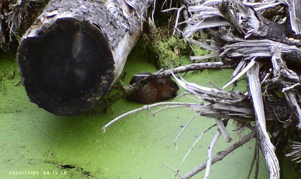 Muskrat - ML644948037