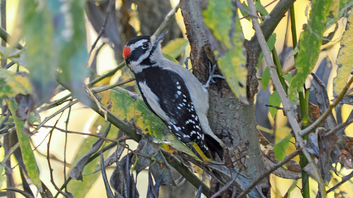 Downy Woodpecker (Pacific) - ML644948039
