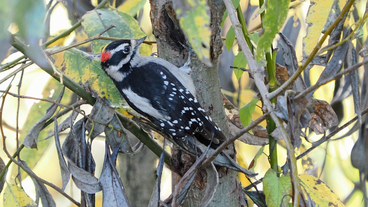 Downy Woodpecker (Pacific) - ML644948040