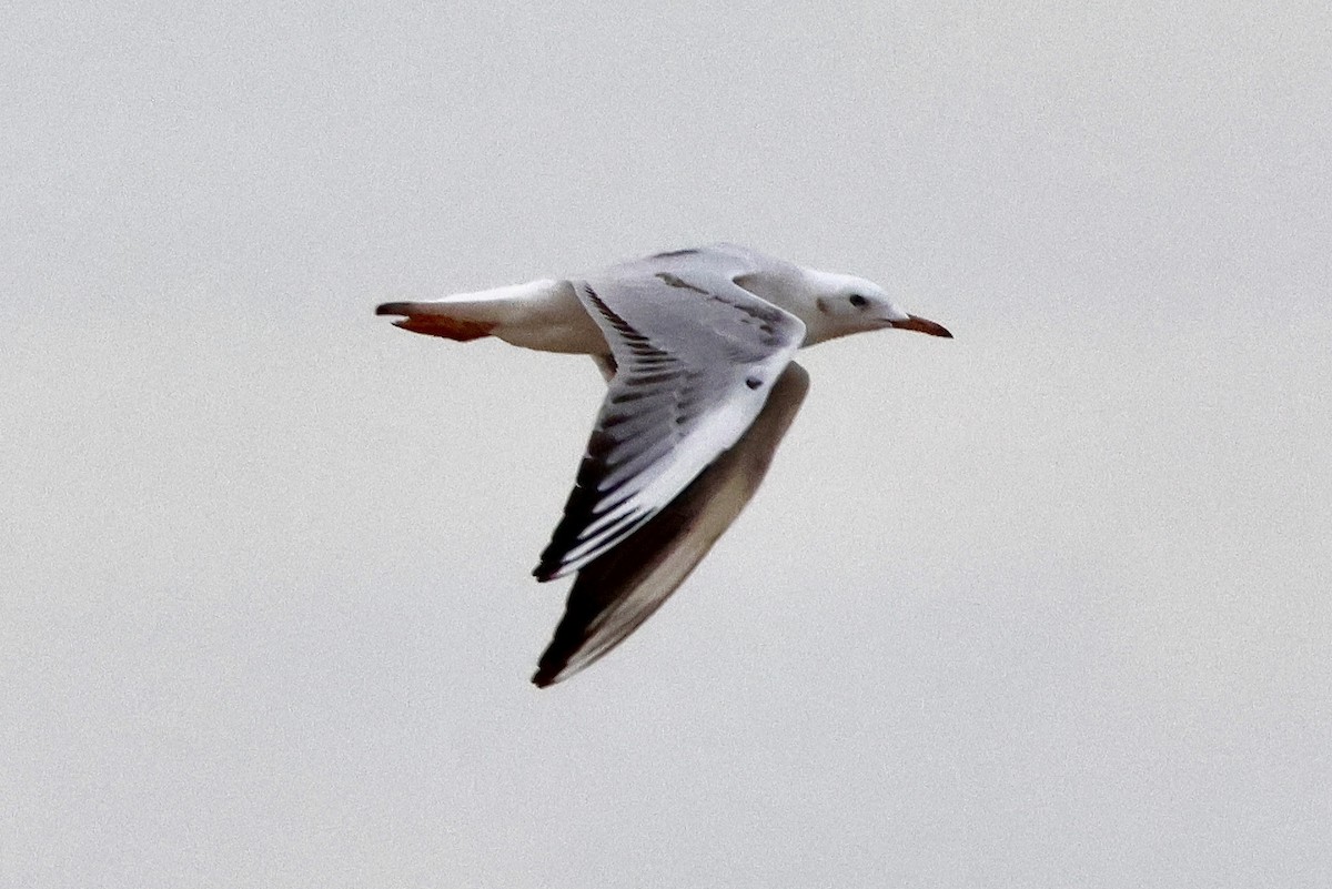 Slender-billed Gull - ML644948041