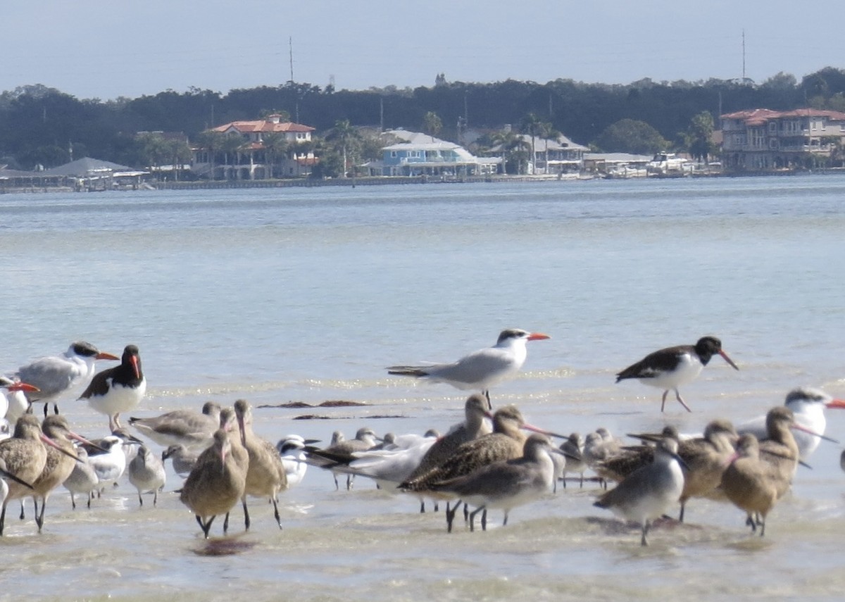 American Oystercatcher - ML644948044