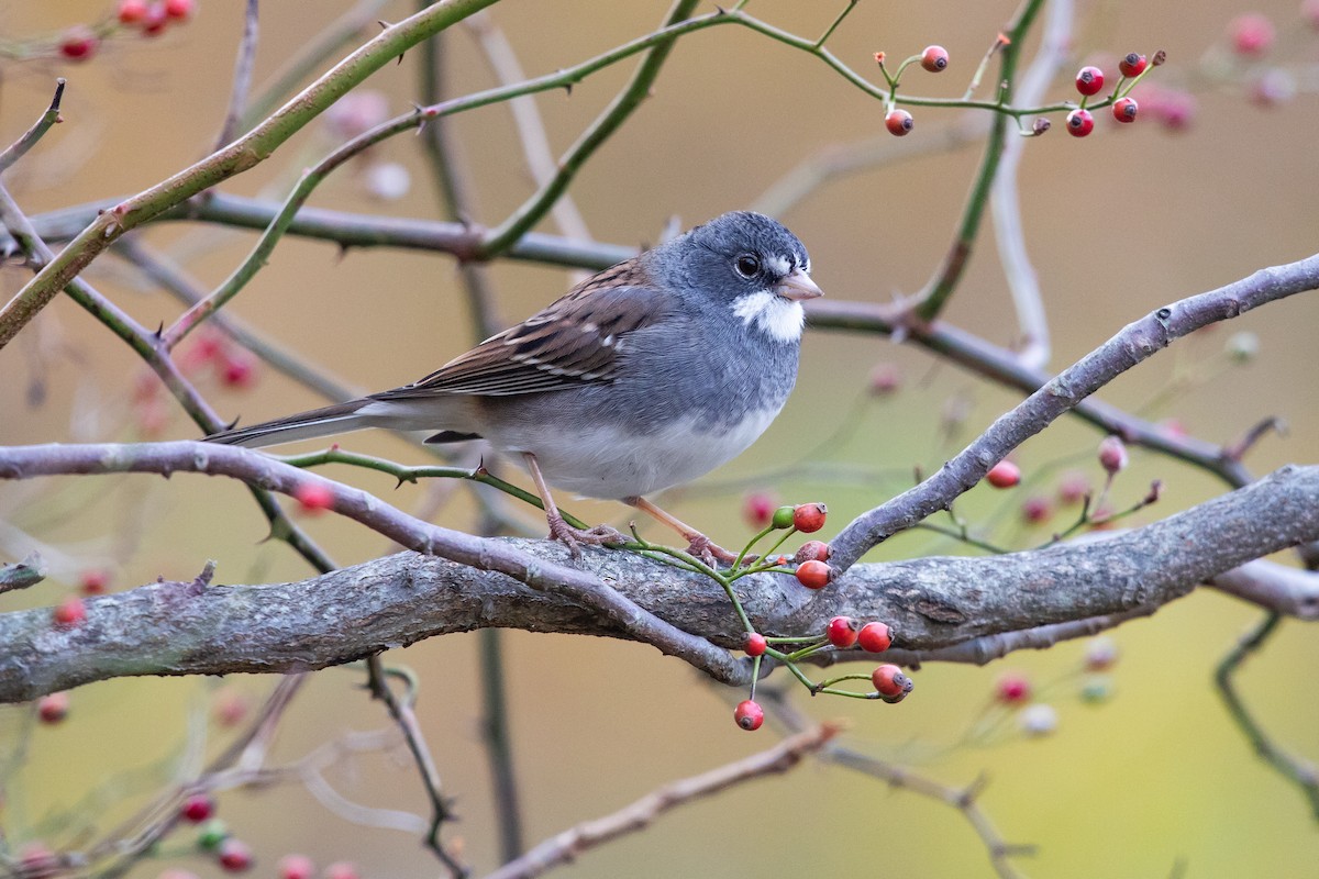 Dark-eyed Junco x White-throated Sparrow (hybrid) - ML644948045