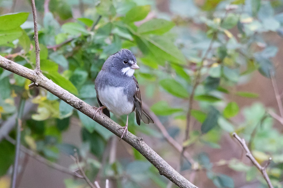 Dark-eyed Junco x White-throated Sparrow (hybrid) - ML644948051