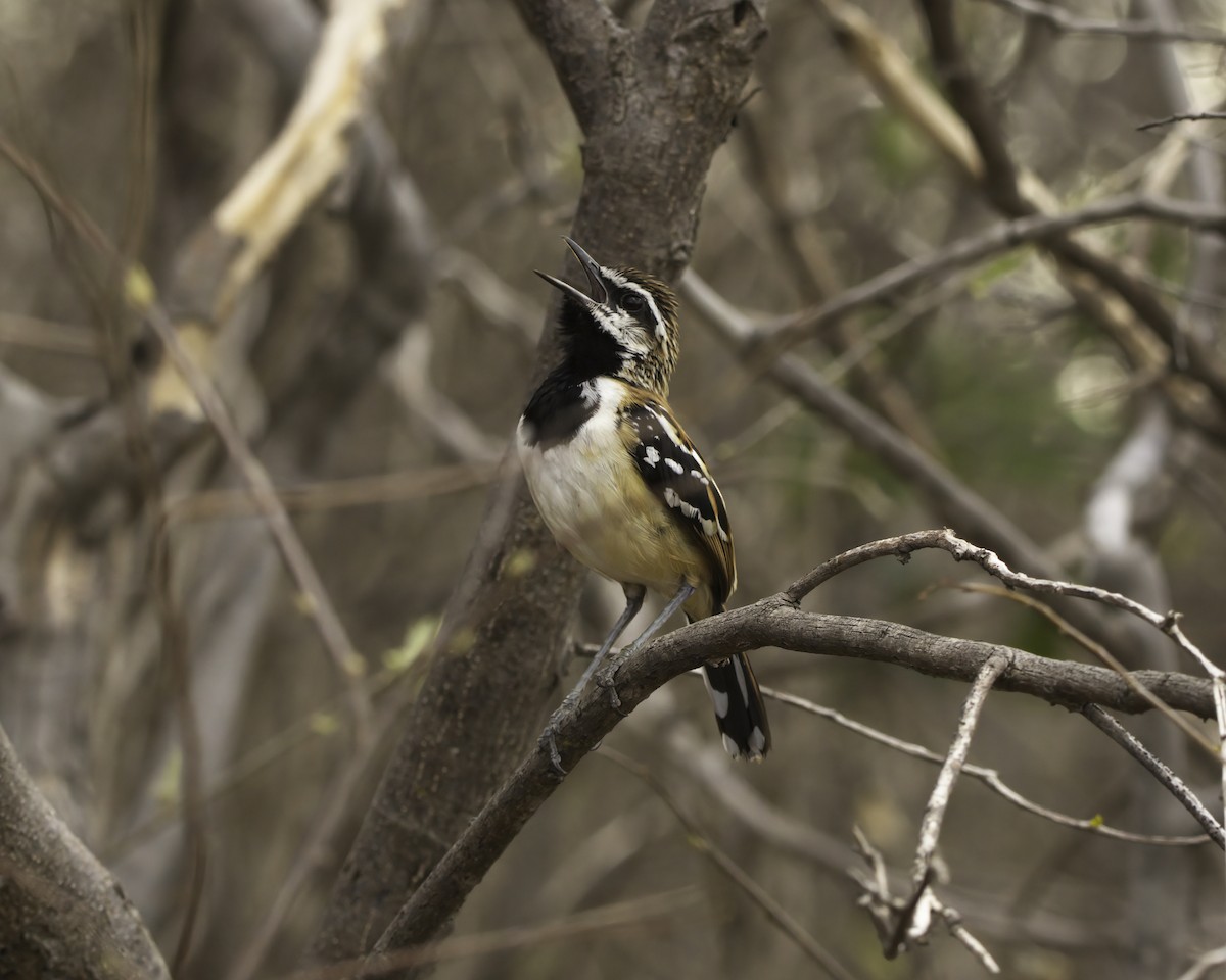 Stripe-backed Antbird - ML644948056