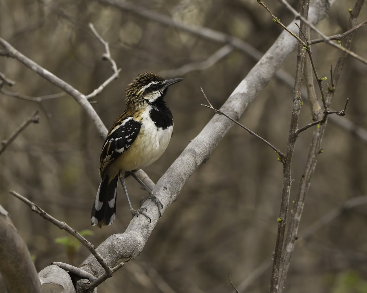 Stripe-backed Antbird - ML644948058