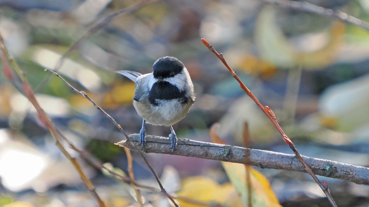 Black-capped Chickadee - ML644948068