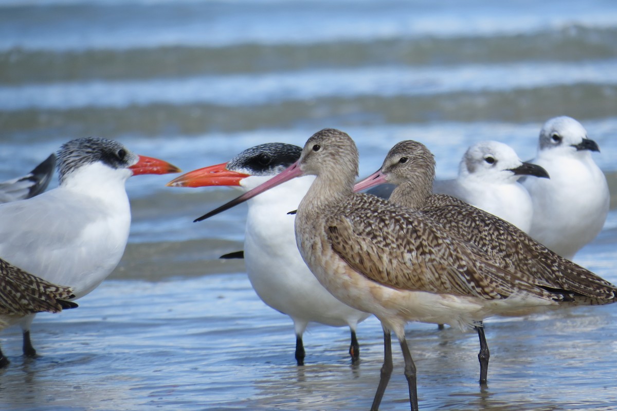 Marbled Godwit - ML644948071