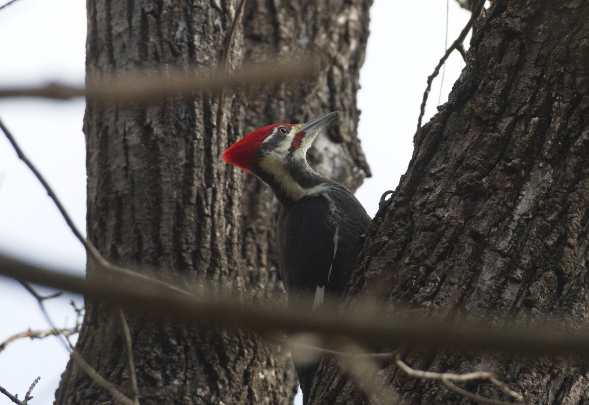 Pileated Woodpecker - ML644948072