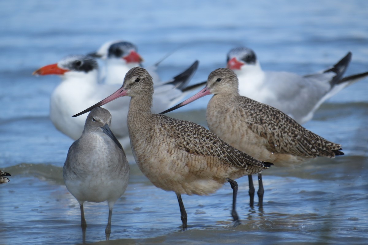 Marbled Godwit - ML644948095