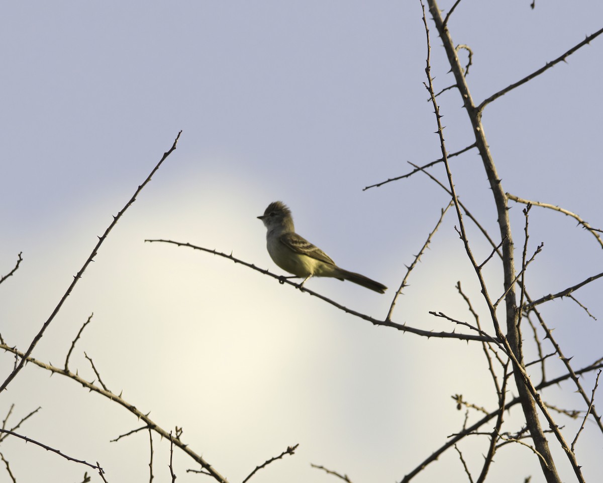 Southern Scrub-Flycatcher - ML644948097