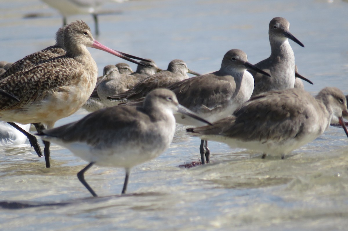 Willet - ML644948105