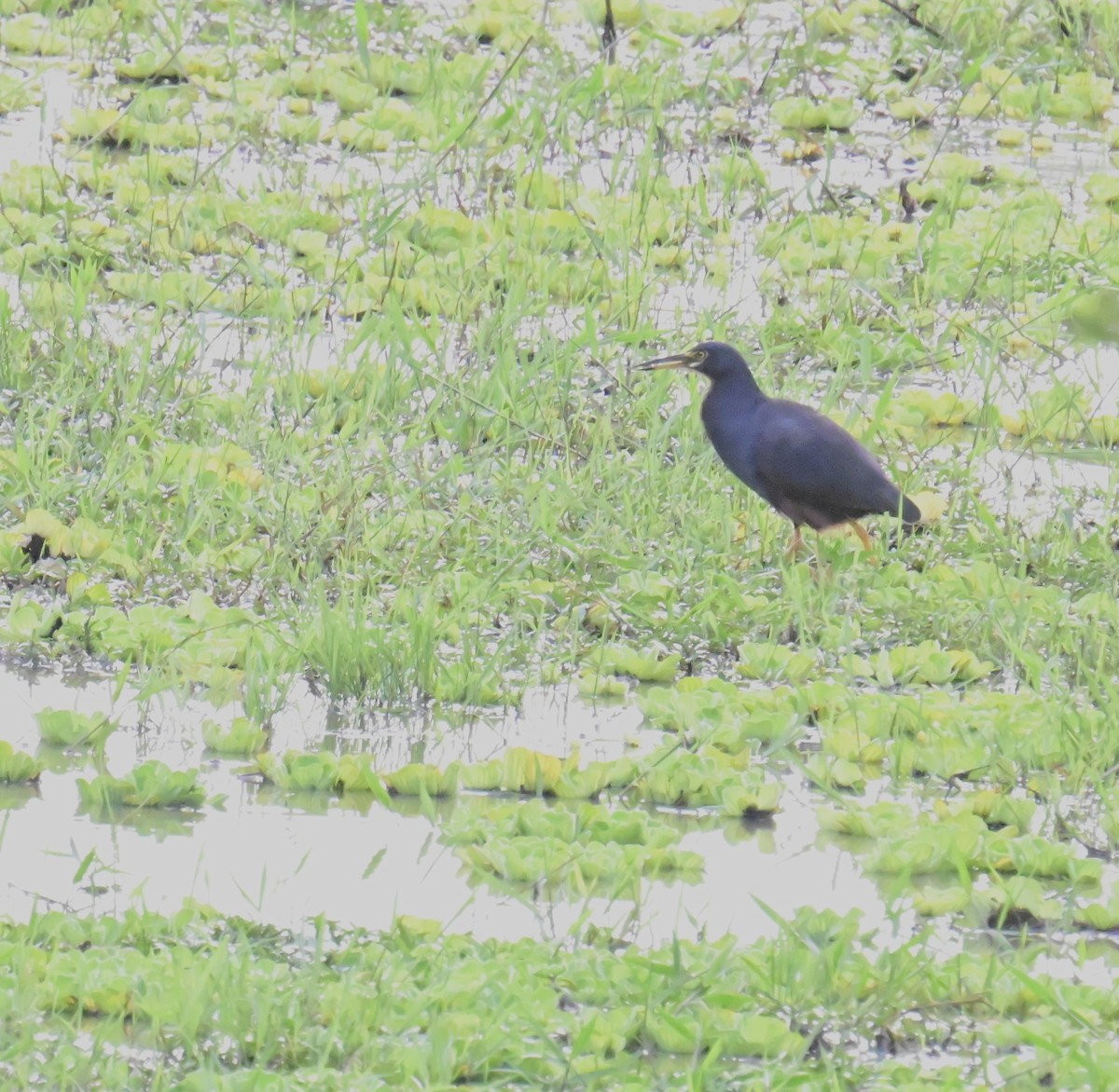 Рыжебрюхая цапля - ML644948107