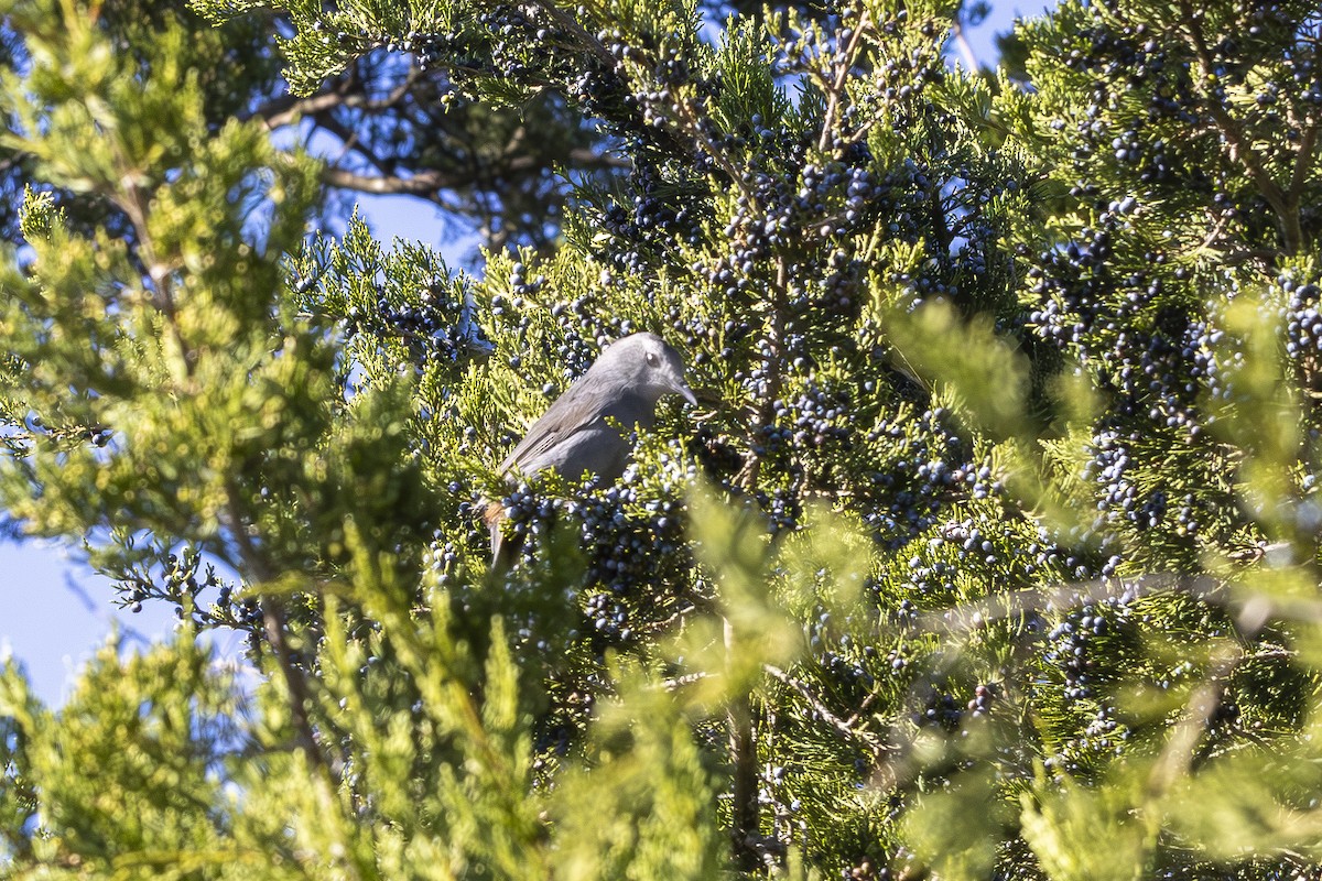 Gray Catbird - ML644948108