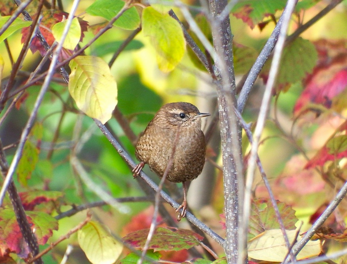 Winter Wren - ML644948109