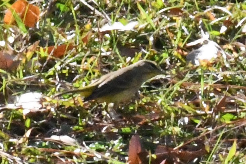 Пісняр-лісовик рудоголовий (підвид palmarum) - ML644948111