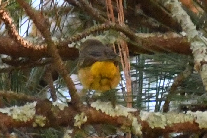 Пісняр-лісовик рудоголовий (підвид palmarum) - ML644948112