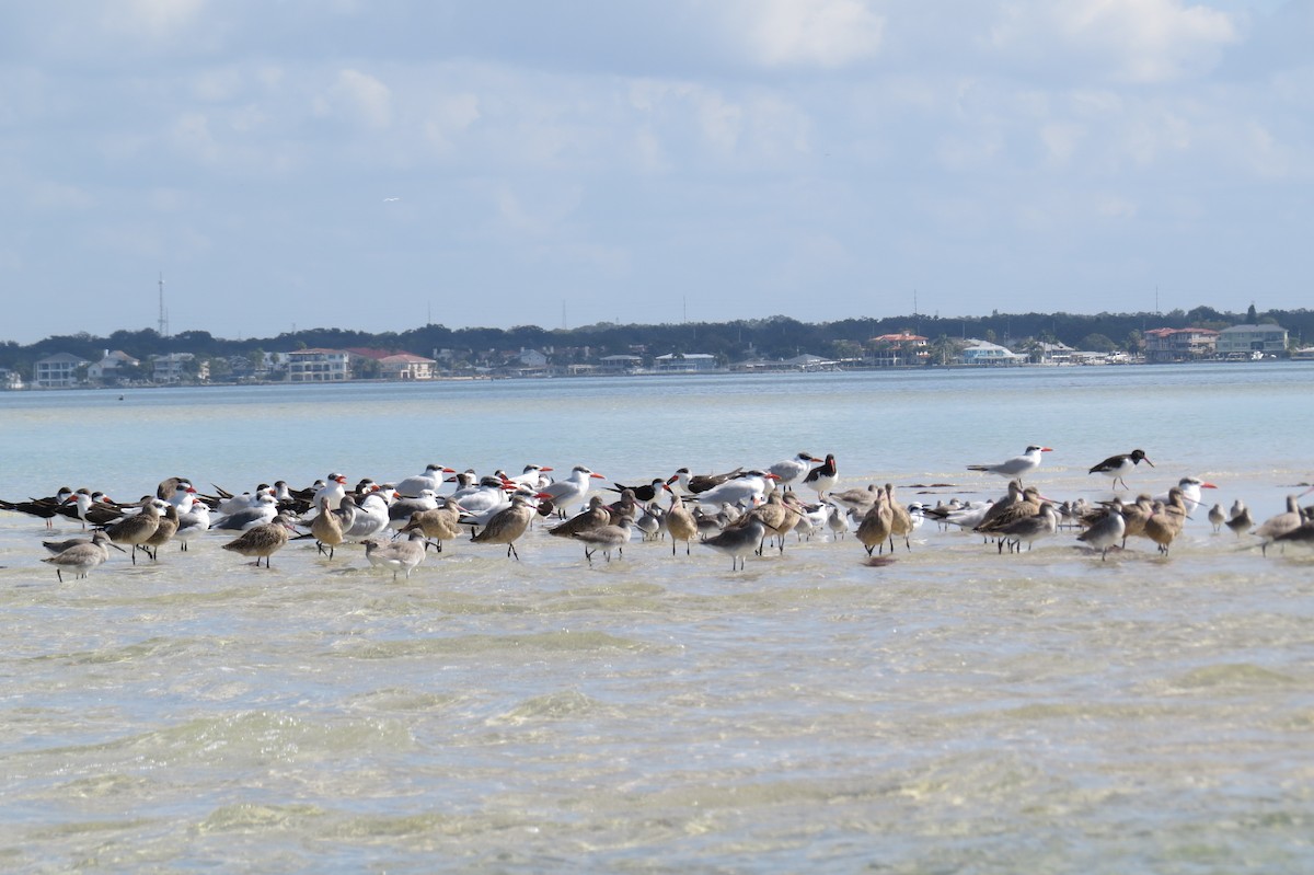 Marbled Godwit - ML644948115