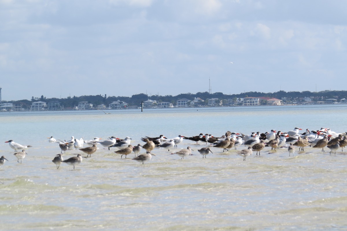 Willet - ML644948130