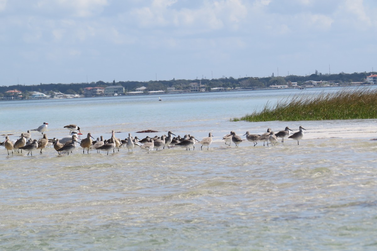 Laughing Gull - ML644948145