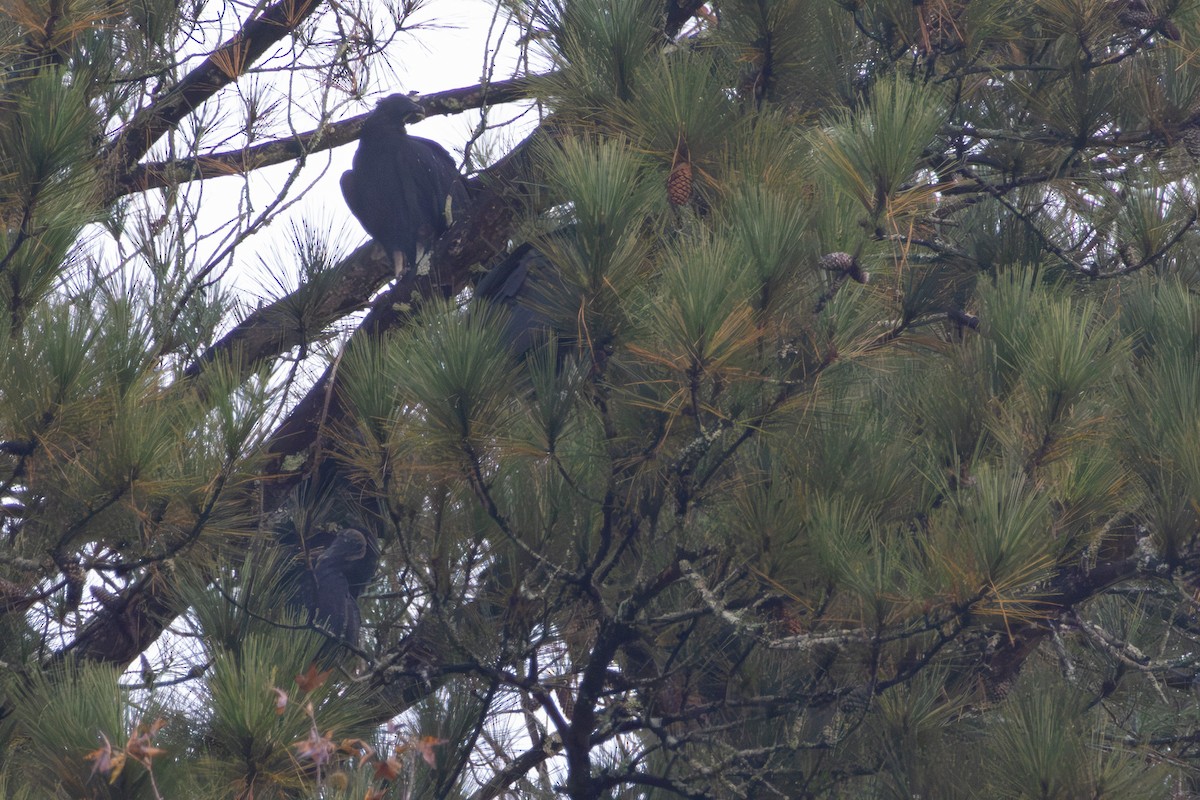 Karga Akbabası - ML644948150