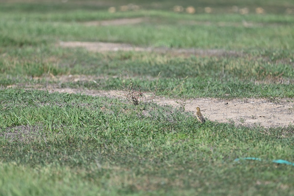Red-throated Pipit - ML644948151
