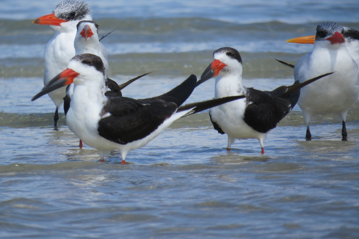 Black Skimmer - ML644948159