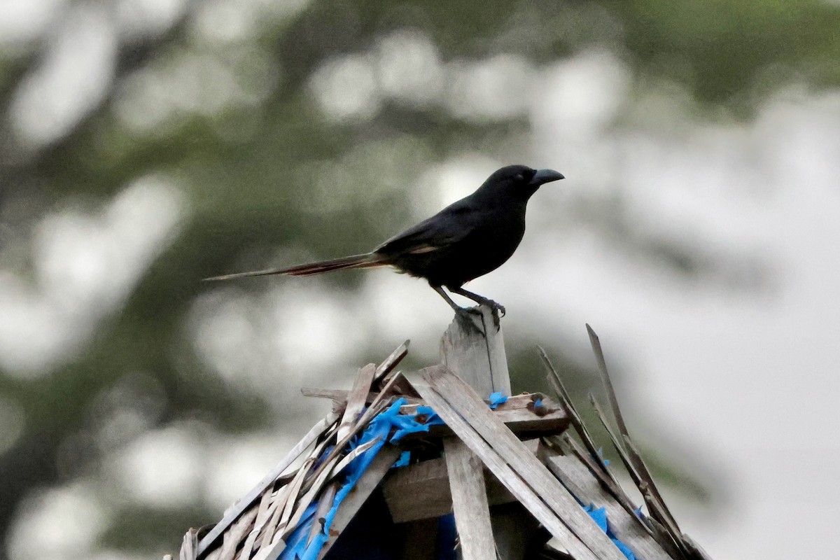 Африканская сорока - ML644948162